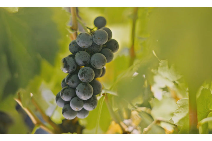 From Source to Supplement: The Making of Procydin®