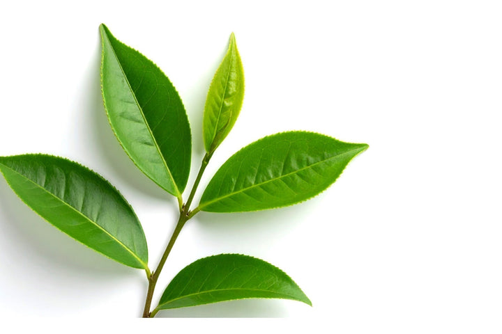 Unpacking Prozen’s® Active Ingredient: Suntheanine®